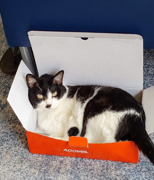 Cat in a Box