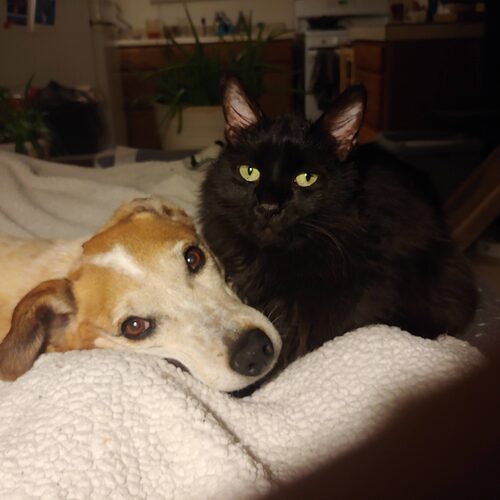 Dog & Cat