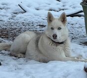 Husky